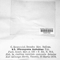 Stemphylium vesicarium image